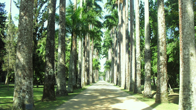 Rio De Janeiro Botanical Gardens