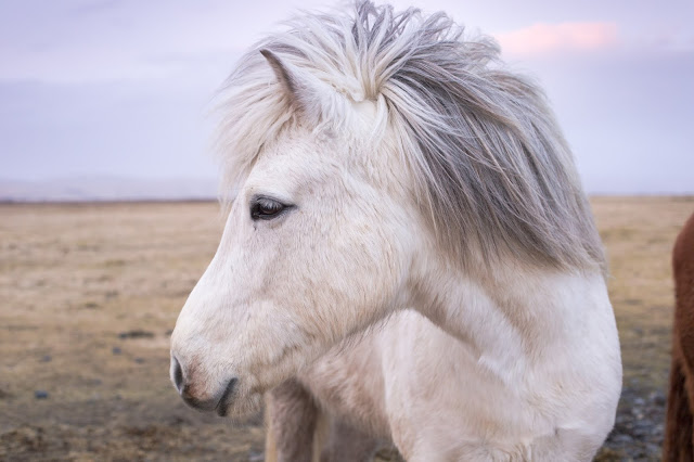 pony.Photo by Melissa Regina on Unsplash