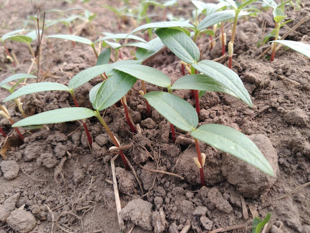 Ulandu Udad Black gram Cultivation Odisha - Summer variety