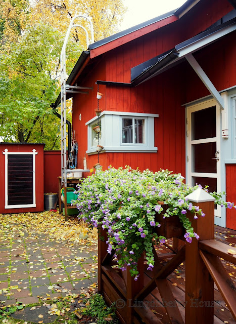 lingonberryhouse, home, garden, autumn, koti, puutarha, syksy