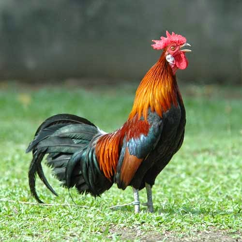  Gambar  Ayam  Ngampus Ciri Hutan  Merah Burgo Contoh Fisik 
