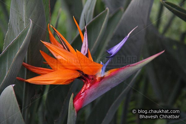 Bird of paradise flower - Crane flower - Scientific name: Strelitzia reginae - Family: Strelitziaceae
