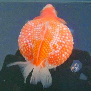 Gambar Ikan Mas koki Animasi Korea Meme Lucu Emo Bergerak Gambar Ikan Mas koki Animasi Korea Meme Lucu Emo Bergerak