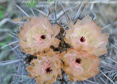 flores de Austrocactus bertinii