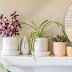 Indoor plant decor ideas