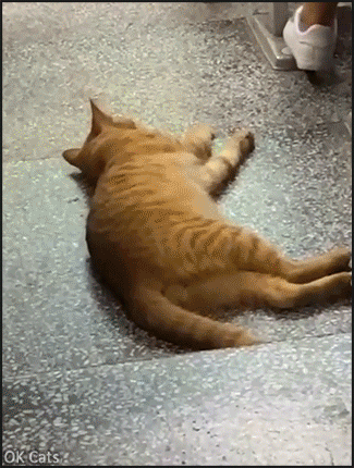Amazing Cat GIF • Lazy shameless ginger Cat lying on the floor inside the classroom [ok-cats.com]