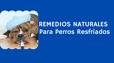 REMEDIOS NATURALES PARA PERROS RESFRIADOS QUE VALEN ORO