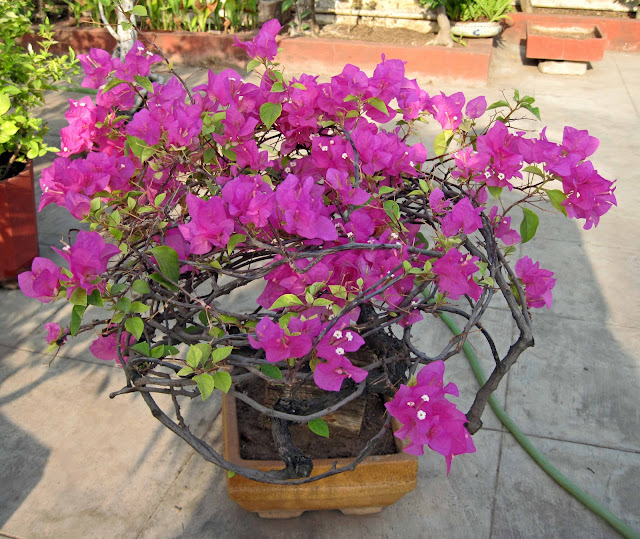 bogainvilla bonsai