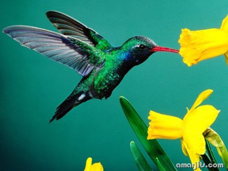 amarjits-com-Animal-Pics (259)