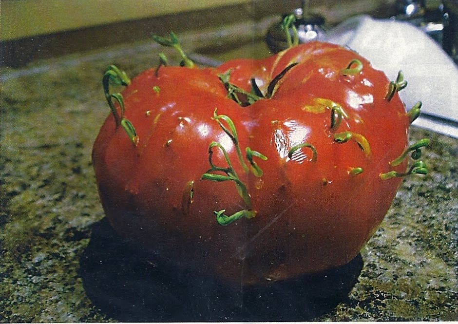 Growing Tomatoes From Seed