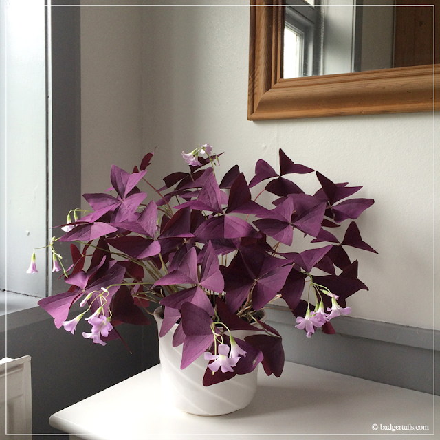 Purple-Oxalis-Plant-in-Window