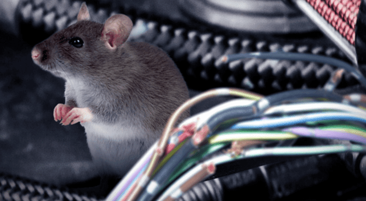 cara mengusir tikus di mobil