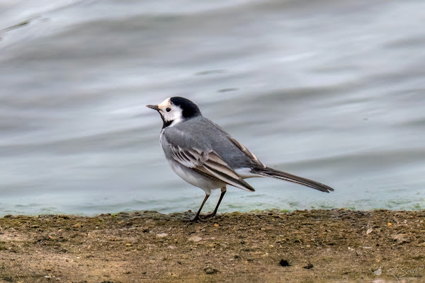 White wagtail