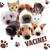 Amanhã Sabado Cães e gatos devem ser vacinados em Parnaíba