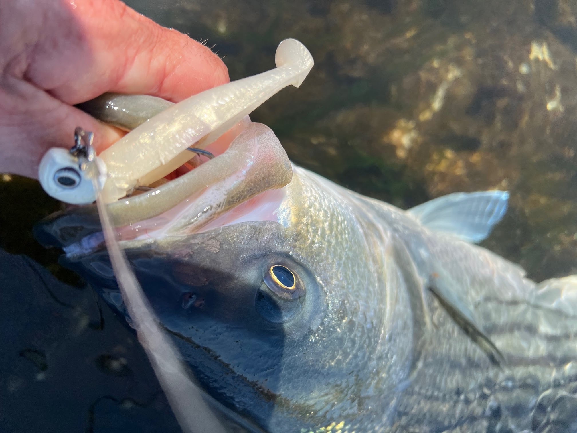 Rhode Island Striped Bass: NLBN (No Live Bait Needed) Paddle Tails