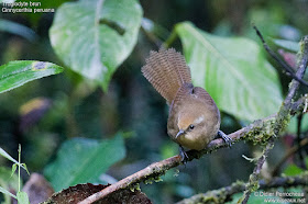 Cinnycerthia peruana