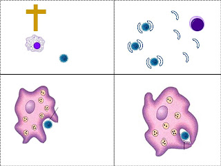 Resultado de imagem para leucócito com microorganismo