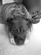 My pup
