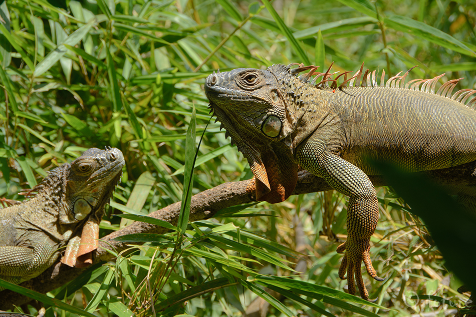 Roheline iguaan, Iguana iguana, Green iguana, sisalik