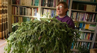 Christmas Cactus