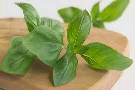 : Fakta Lucu Konsumsi Daun Kemangi (Ocimum Sanctum) Yang Berlebihan