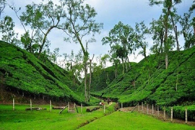 Natural view sightseeing at Srimangal.