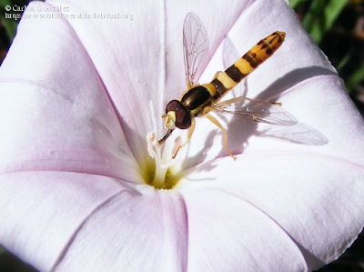 http://www.biodiversidadvirtual.org/insectarium/Sphaerophoria-scripta-%28Linnaeus-1758%29-img475891.html