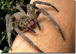 Phoneutria_nigriventer Phoneutria_nigriventer