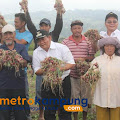 PENUH KEBAHAGIAAN, BUPATI SAMOSIR BERSAMA KELOMPOK TANI PANEN JAGUNG DAN BAWANG MERAH