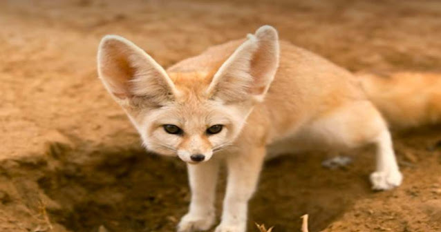 Algeria proudly venerates which small canine as its national animal?