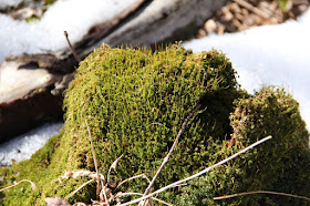 moss growing on fallen tree trunks is an early season green