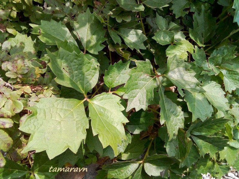 Девичий виноград триострённый (Parthenocissus tricuspidata)