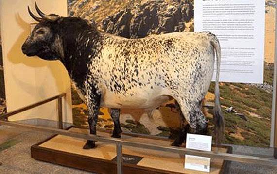 Exposición sobre el Parque del Guadarrama en el Museo Nacional de Ciencias Naturales