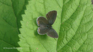 Cupido (Everes) argiades female DSC165017