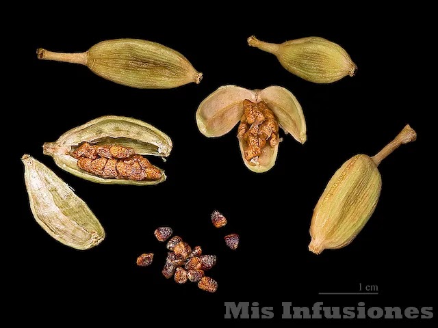 Cardamomo