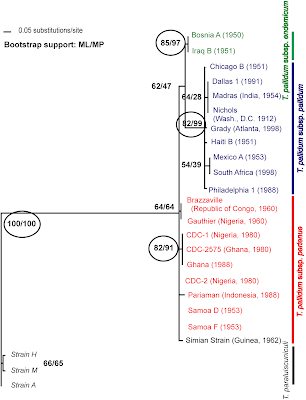 syphilis subspecies tree