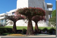 jpg bldg & trees