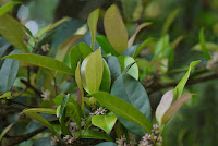 Chionanthus mala-elengi