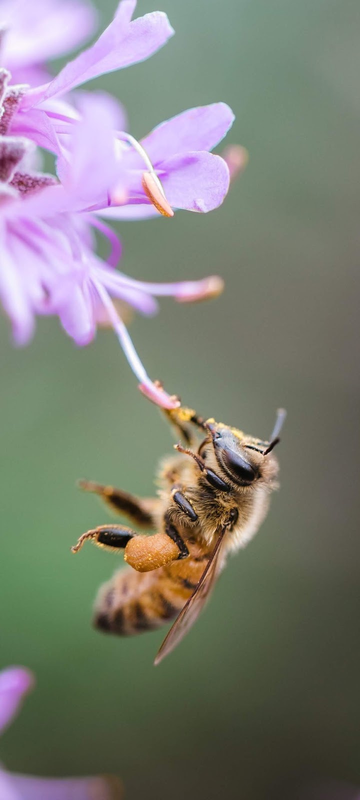 A bee on a stamen.