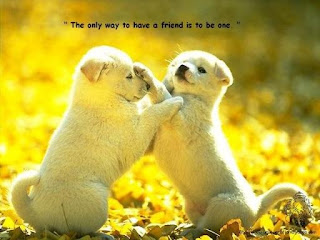 friendship puppy love card