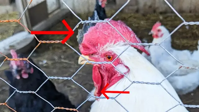 Can chickens Recover from FrostBite