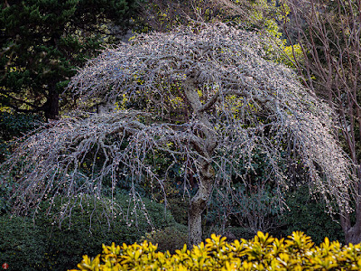 Ume (japanese apricot) flowers: Kaizo-ji