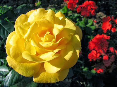 yellow_rose