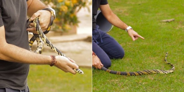 Vídeo mostra cobra caninana capturada em Rondônia; espécie é uma das mais rápidas do Brasil