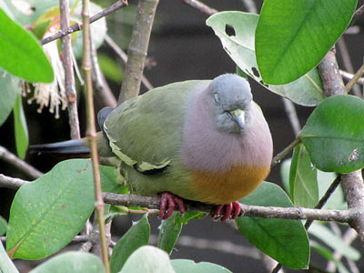 Pink-necked Green Pigeon (Treron vernans)