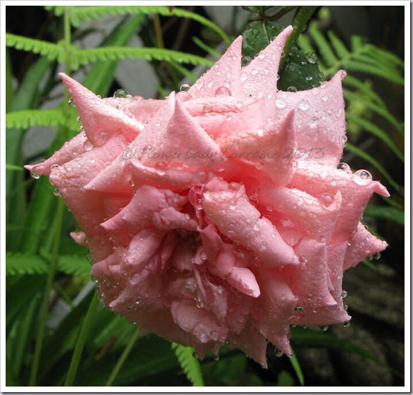 04-30-unkn-rose