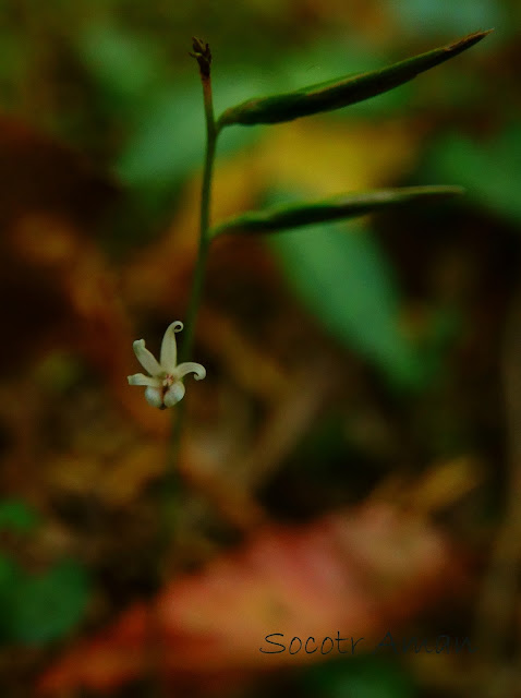Ainsliaea apiculata