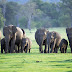 Wild elephants in Sri Lanka