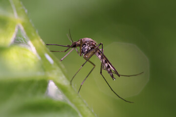 Descoberta de receptores nos ouvidos de mosquitos oferece novas estratégias contra doenças transmitidas