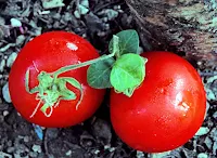 ripe tomato